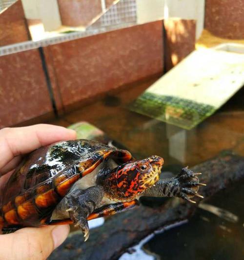 斑纹泥龟的饲养指南（从萌新到专家，带你了解如何照顾斑纹泥龟）