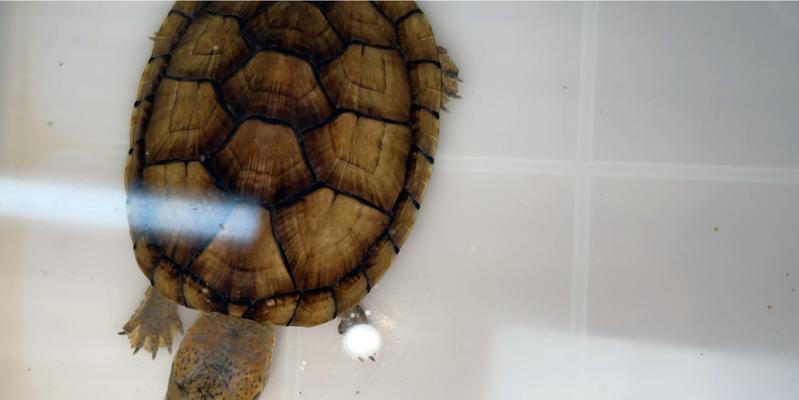 斑纹泥龟的饲养指南（从萌新到专家，带你了解如何照顾斑纹泥龟）