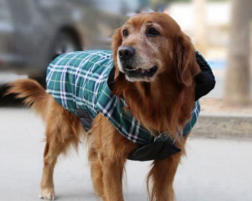 犬的秋冬季管理（宠物犬保暖、营养、健康一揽子指南）