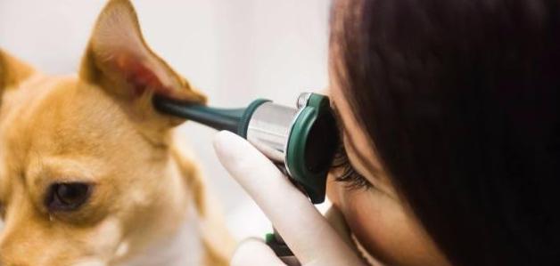 如何给宠物狗清理耳朵（有效清洁方法与注意事项）