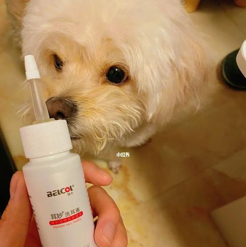 如何给宠物狗清理耳朵（有效清洁方法与注意事项）