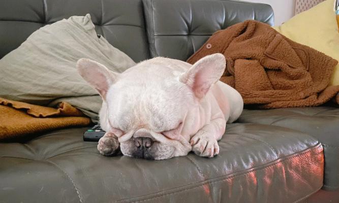 让你家爱犬远离沙发的5种方法（教你如何让狗狗喜欢自己的床铺，让沙发变成“禁地”）