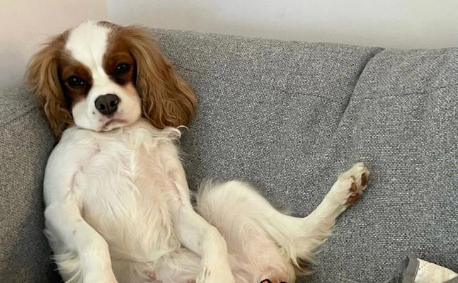 让你家爱犬远离沙发的5种方法（教你如何让狗狗喜欢自己的床铺，让沙发变成“禁地”）