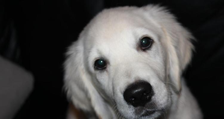 狗狗眼球变灰色或包色，应该怎么办？（如何预防和治疗眼球问题，让狗狗的视力健康无忧）