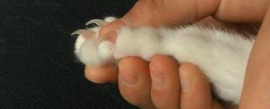 小猫指甲的美丽与护理（以宠物为主的指甲美容与护理全攻略）