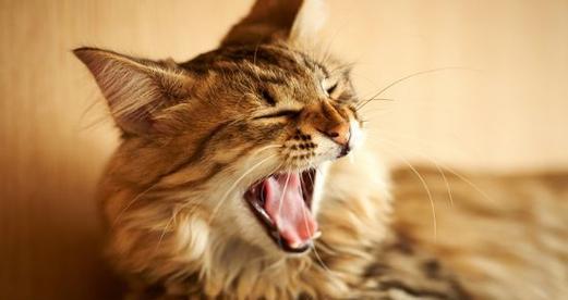 宠物猫咪肌酸激酶高2倍，原因和应对方法（揭秘猫咪肌酸激酶升高的原因）
