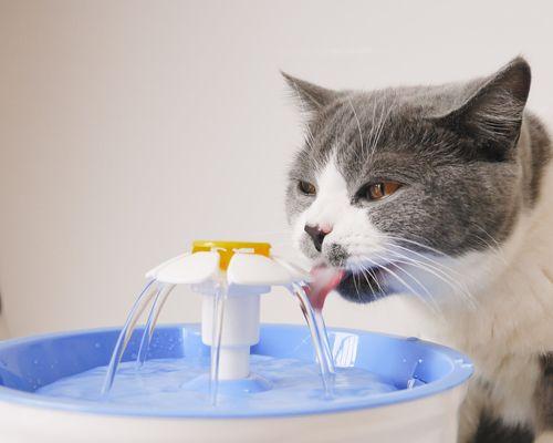 为什么猫咪今天不喝水（探究猫咪不喝水的原因及应对方法）