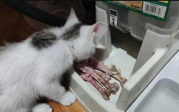猫咪饮食乱象引发拉肚子（如何正确管理宠物饮食）