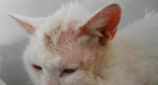 解析猫咪皮肤病的治疗方法（宠物医疗技术进步）