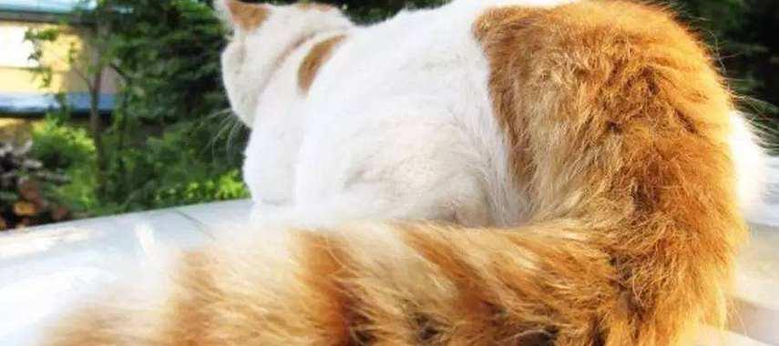 为什么猫喜欢抱着尾巴（揭秘猫咪的神奇行为）