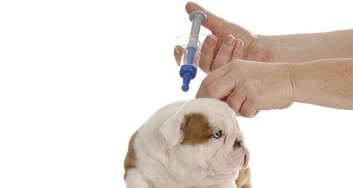 宠物养护指南——为什么要为狗狗打疫苗（保护狗狗健康）