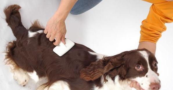 喂狗狗植物油可以治食道堵塞吗？