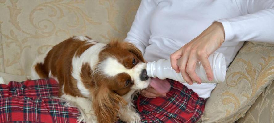 喂狗狗植物油可以治食道堵塞吗？