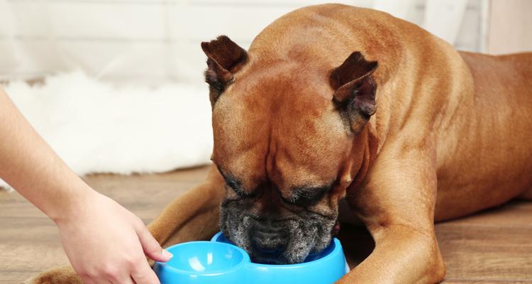 喂食狗引起呕吐的原因及应对方法