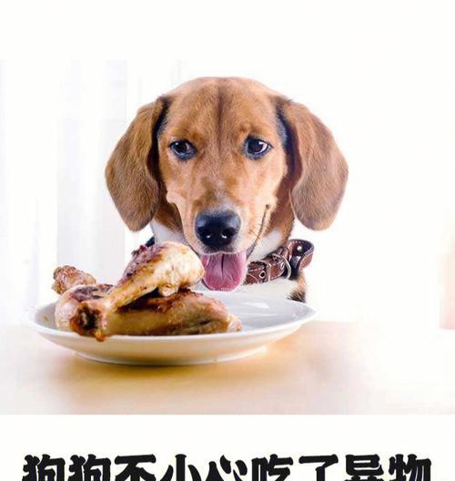 狗不吃东西的原因与解决方法（宠物狗的健康问题及饮食调理）