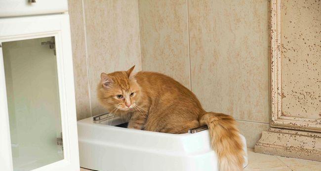 五个月猫咪乱撒尿解决方法（宠物主人必知的尿液处理技巧）