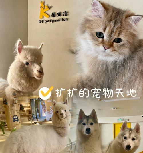 西安小寨猫咪餐厅——宠物主题餐厅（在猫咪的陪伴中享用美食）