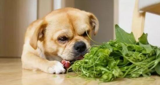 狗狗吃消炎药会呕吐吗？详解消炎药对宠物的影响