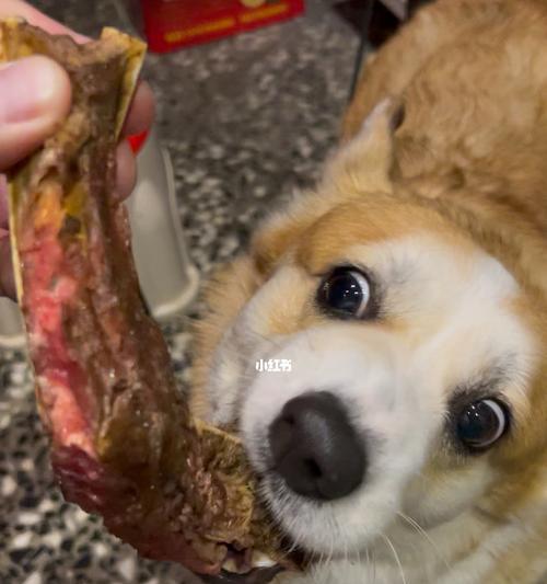 狗狗吃肉拉稀怎么办（如何避免宠物腹泻）
