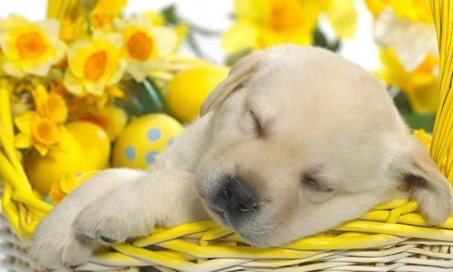 宠物狗狗睡眠的保障——合理饮食（以狗狗吃什么能睡觉为主题探究宠物狗的饮食习惯和注意事项）