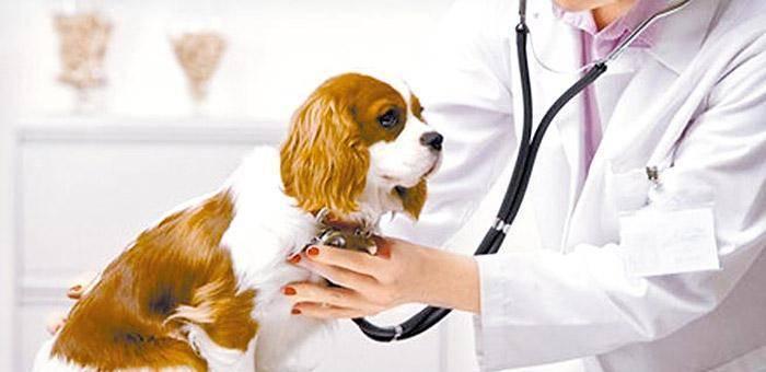 为宠物注射疫苗，做好预防措施（狗狗打疫苗的必要性与注意事项）