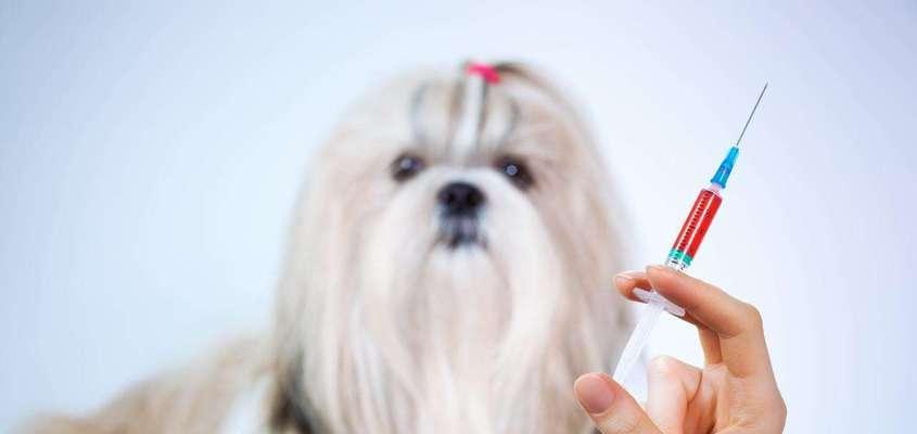 狗狗打疫苗，宠物健康保障（了解疫苗接种）