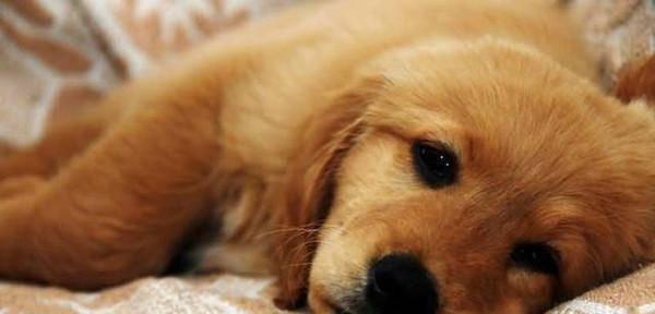 狗狗感染犬瘟病的治疗方法详解（如何保护宠物的健康）