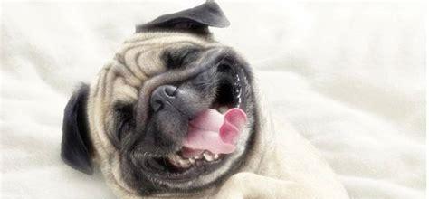 狗狗换牙期间如何补钙（让宠物健康成长的重要性及补钙方法）