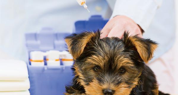 狗狗打疫苗的重要性（维护宠物健康）