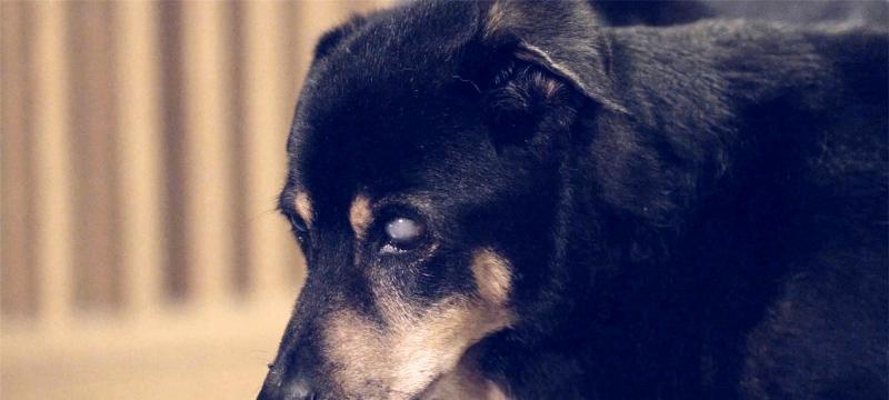 狗狗轻微青光眼的治疗方法（从宠物角度看如何预防和治疗狗狗青光眼）