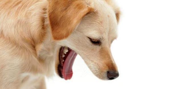 如何处理宠物狗狗乳房炎（预防与治疗/宠物保健/狗狗健康/乳腺疾病）