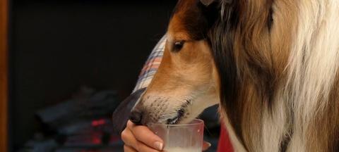狗狗不喝牛奶的原因是什么（探究狗狗不适合饮用牛奶的原因及解决方案）
