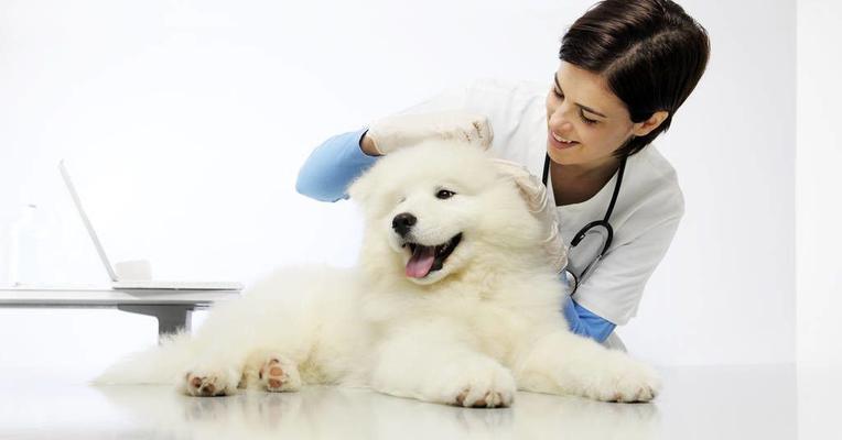 如何正确保存狗狗五联疫苗（宠物爱护的必备知识）
