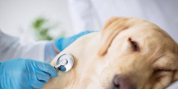 宠物细小病毒治疗指南（从养犬到治疗）