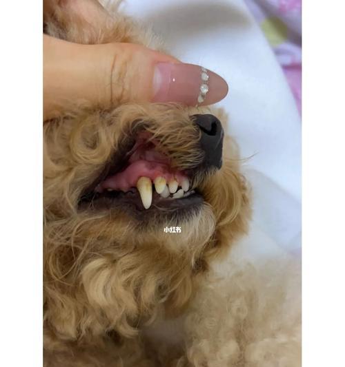 狗狗牙结石，如何预防和治疗（宠物主人必看的一篇文章）
