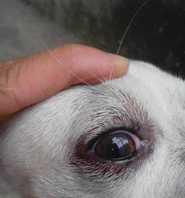 狗狗眼角发红肿的原因及治疗方法（探究狗狗眼睛发红的真正原因）