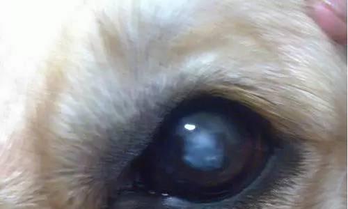 探秘狗狗眼珠颜色与健康关系（从狗狗眼珠的色泽看身体健康情况）