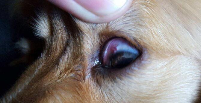 狗伤口长寄生虫的危害及预防方法（宠物狗伤口受到感染的原因分析与治疗建议）