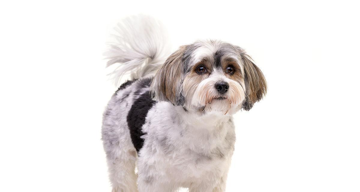 哈瓦那犬——小巧玲珑的宠物伴侣（了解哈瓦那犬的品种特征及饲养技巧）