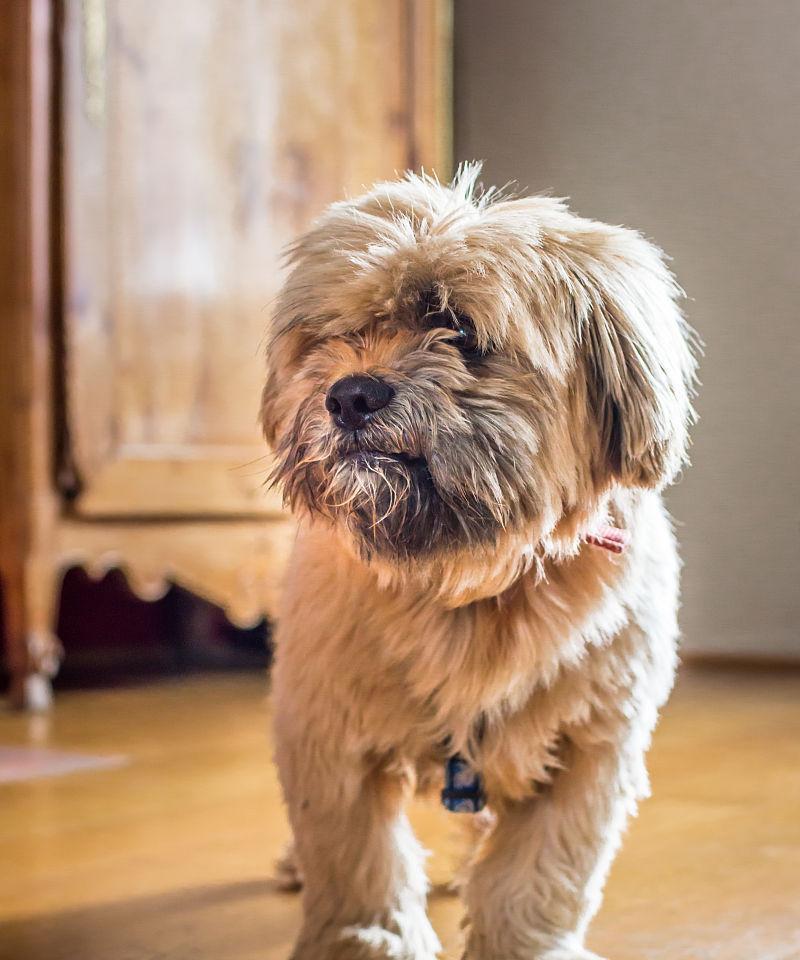 哈瓦那犬——小巧玲珑的宠物伴侣（了解哈瓦那犬的品种特征及饲养技巧）