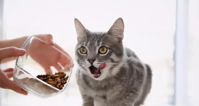 如何防止家猫吃虫子（宠物健康小贴士）