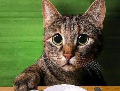 猫咪可以吃米饭吗（探究猫咪适宜食用的米饭种类及注意事项）