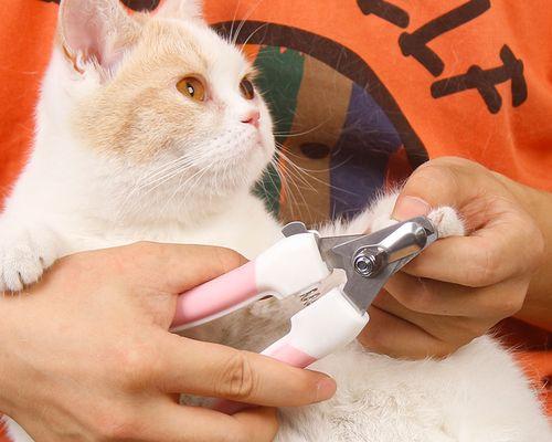 如何正确给猫咪剪指甲（以宠物为主的小技巧/猫咪爪爪的剪指甲方法）