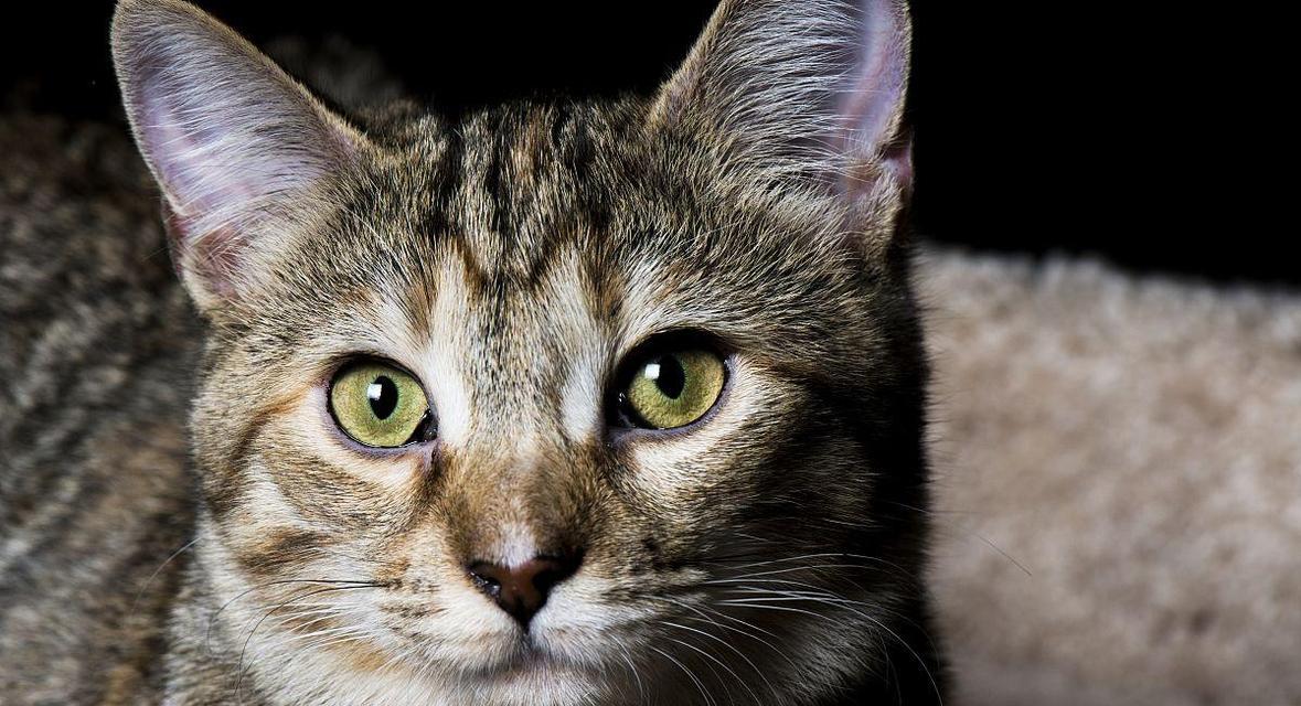 如何欣赏猫咪的美丽眼睛（探秘猫咪眼睛的神奇世界）