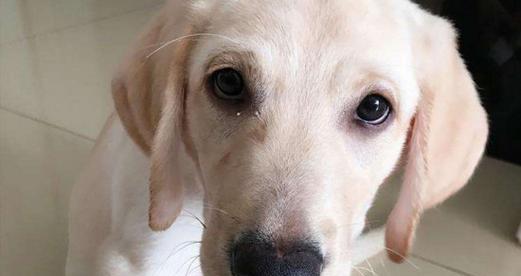 两个月大拉布拉多幼犬药物治疗指南（为宠物健康护航）