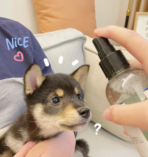两个月小狗能用伊维菌溶液吗（宠物健康护理必备）