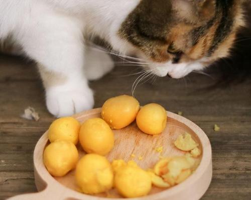 两个月猫咪的营养补充秘籍（让你的小猫咪健康成长的方法和食物）