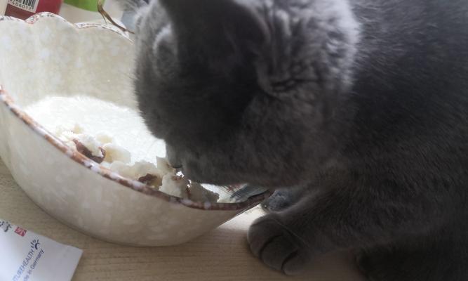 小猫咪能否食用鸡蛋（探究两个月大的猫咪是否适合食用鸡蛋）