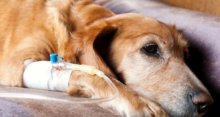 小狗流黄鼻涕的原因及应对方法（探究宠物流黄鼻涕的症状与治疗）