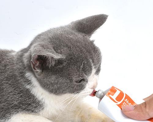 猫咪不吃猫安膏，该怎么办（解决猫咪不吃药的5大方法）